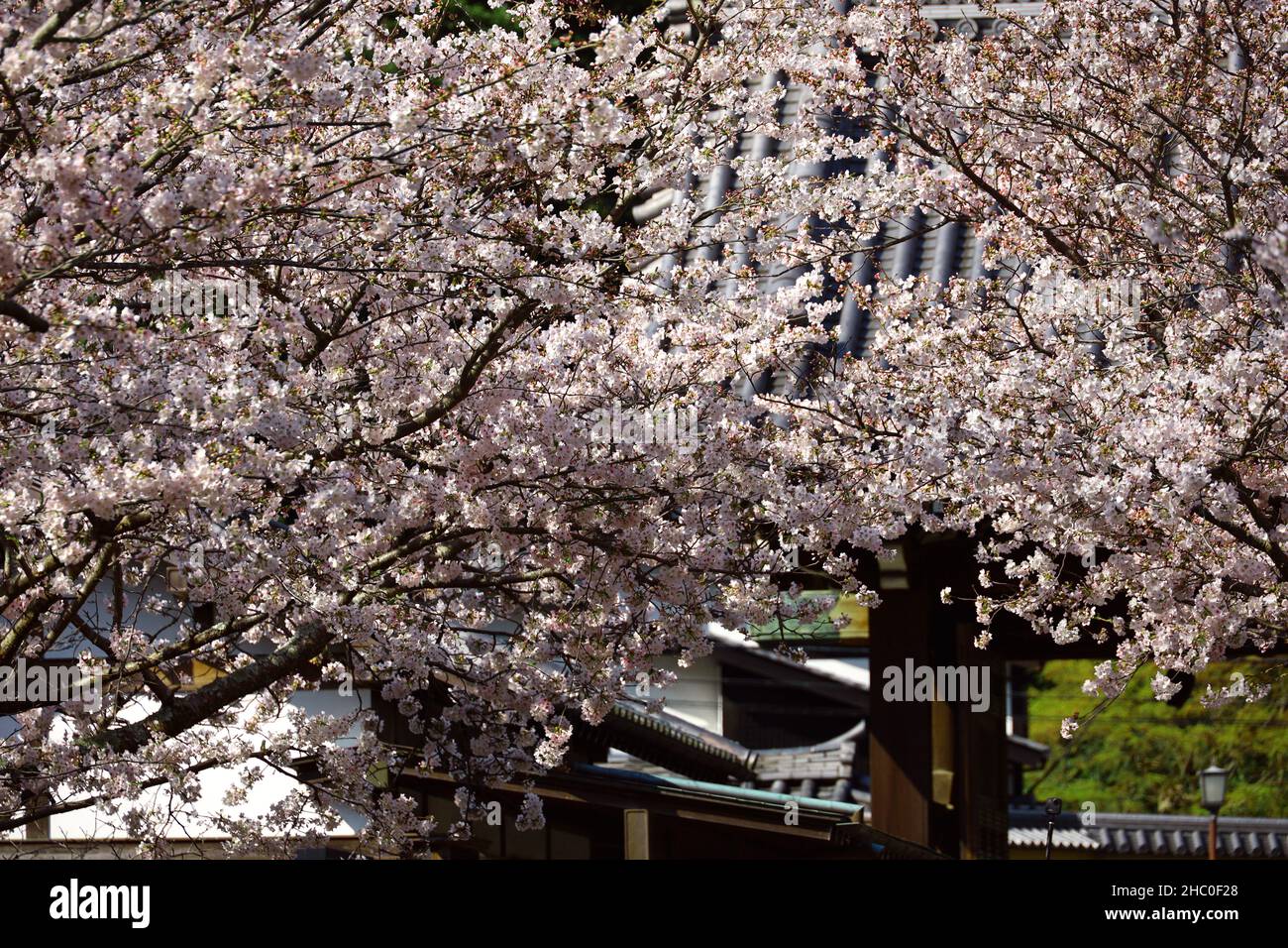 Très vieux cerisiers en fleurs japon Banque de photographies et d