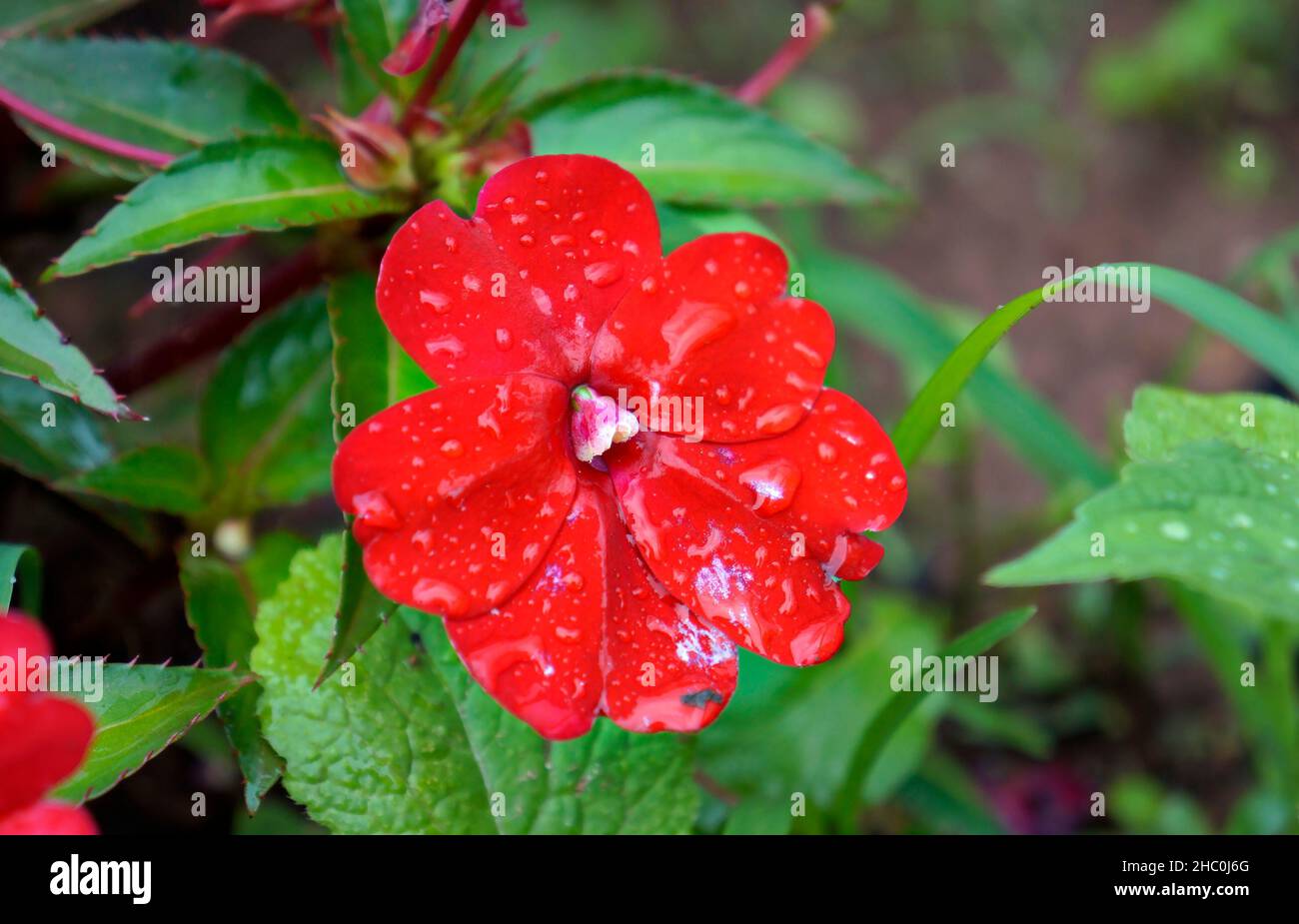 Fleur rouge d'impatiens de Nouvelle-Guinée (Impatiens hawkeri) Banque D'Images