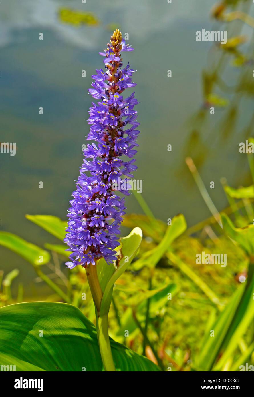 Pickerelweed (Pontederia cordata), plante aquatique Banque D'Images