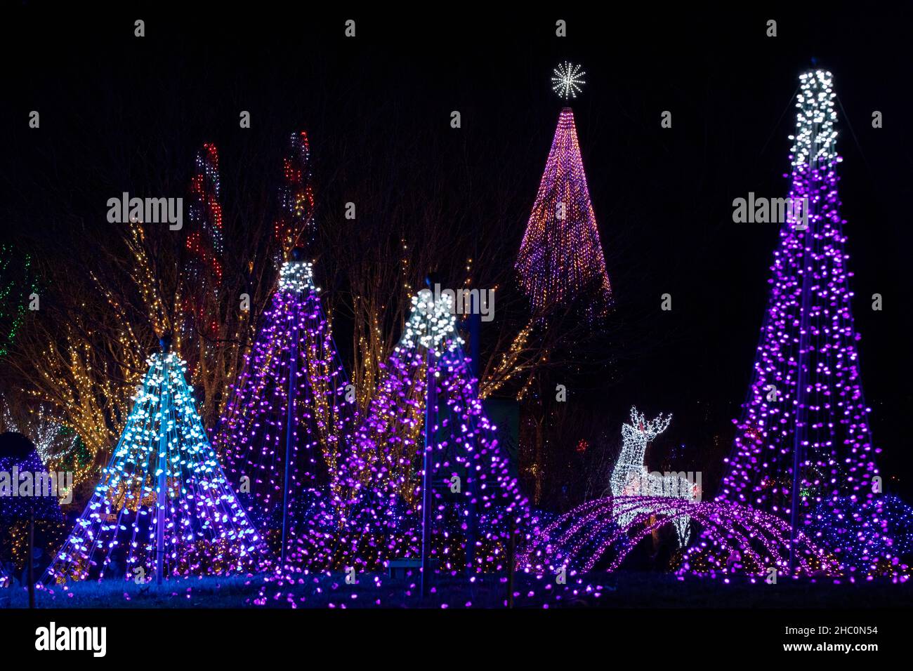 Illuminé les arbres de Noël lors de l'événement Winter Lights à l'arboretum de Caroline du Nord - Asheville, Caroline du Nord, États-Unis Banque D'Images