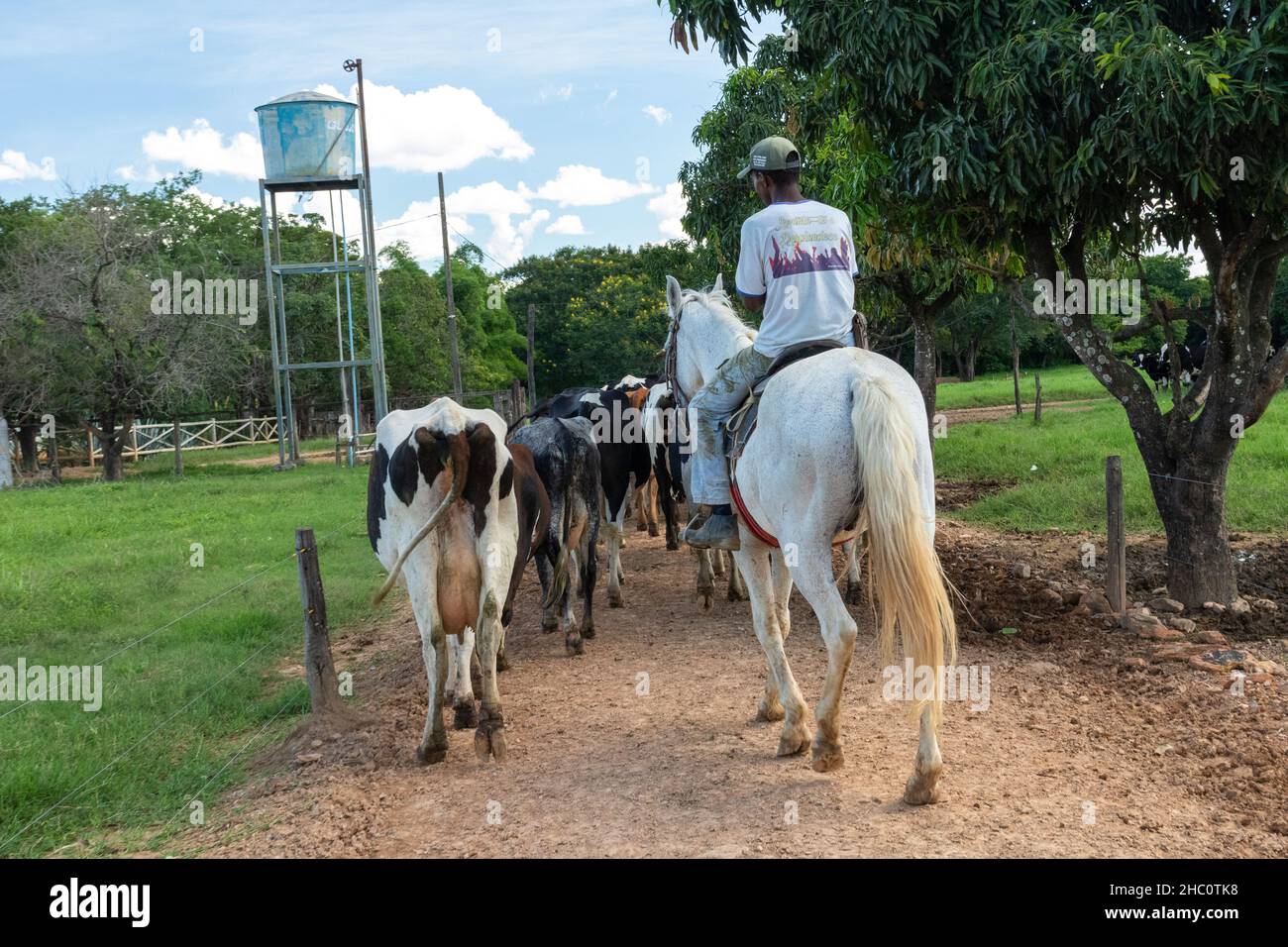 Bétail sur une ferme à minas gerais à l'intérieur du Brésil Banque D'Images