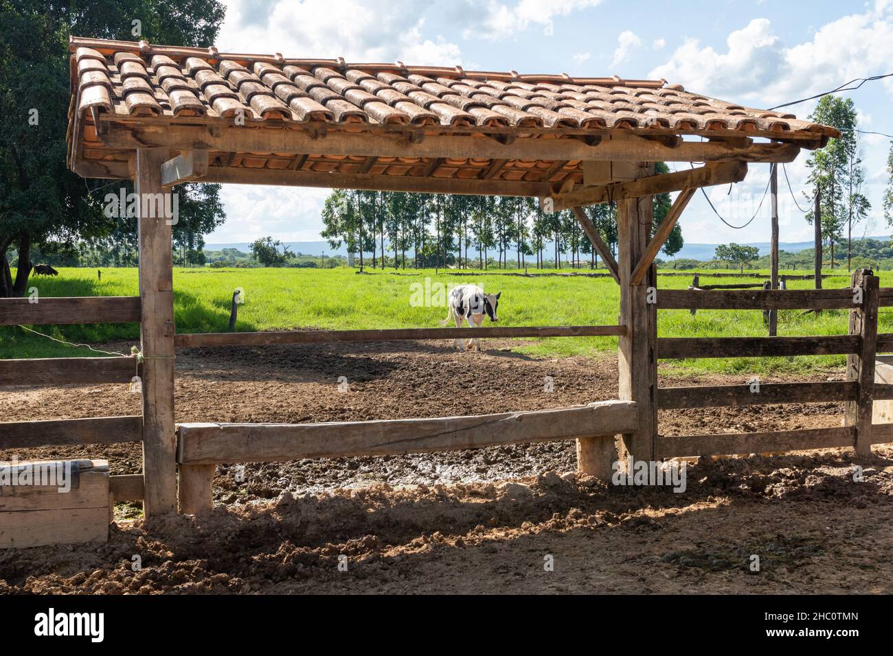 Bétail sur une ferme à minas gerais à l'intérieur du Brésil Banque D'Images