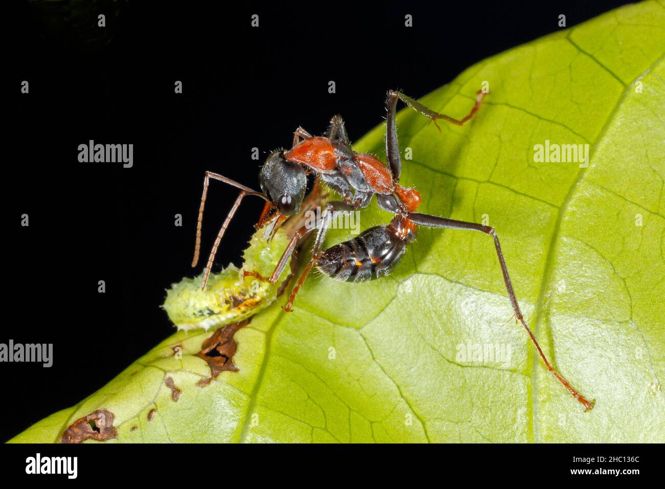 Jumper Ant, également frappé comme Jumping Jack Ant et Bulldog Ant, Myrmecia nibrocincta.Avec la proie d'une larve de caterpaillar.Coffs Harbour, Nouvelle-Galles du Sud, Australie. Banque D'Images