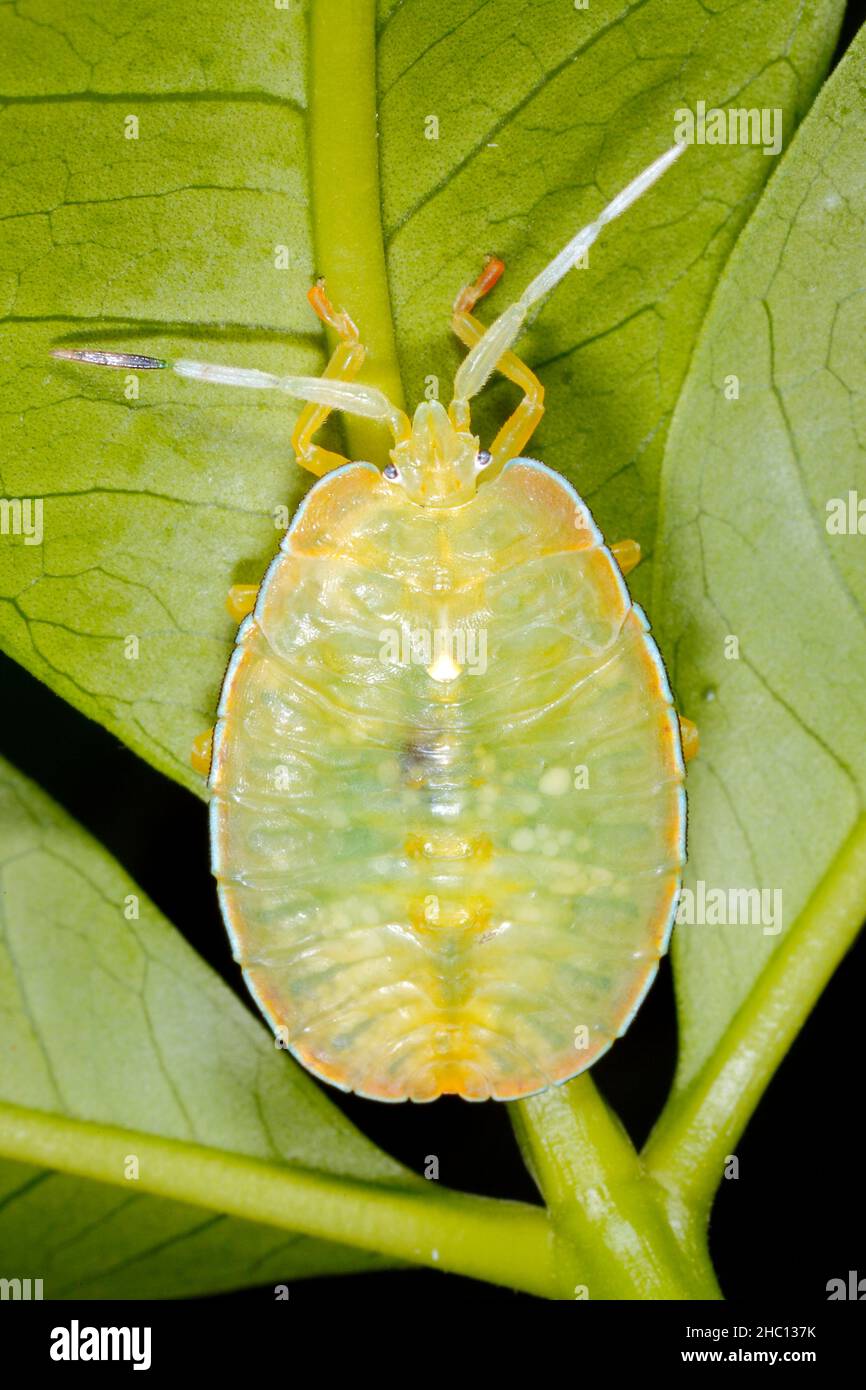 Insecte du bouclier Oncomerinae, Rhoecus australasiae.Nymph ou instar.Ce vrai bogue est un gros bogue de l'entortilement.Coffs Harbour, Nouvelle-Galles du Sud, Australie Banque D'Images