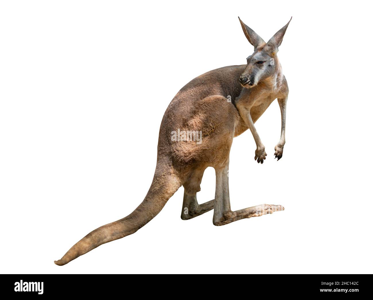 Kangourou isolé, kangourou sur fond blanc, lumière naturelle et ombre sur le corps du kangourou.Image d'un animal de zoo. Banque D'Images