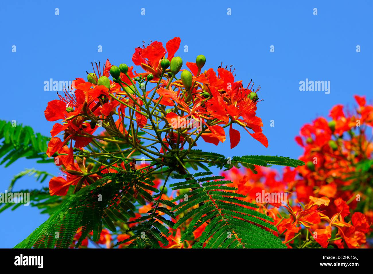 Les Poincianas ont des grappes exubérantes de fleurs rouges, de 10 à 12 cm de large avec des feuilles ressemblant à des fougères Banque D'Images