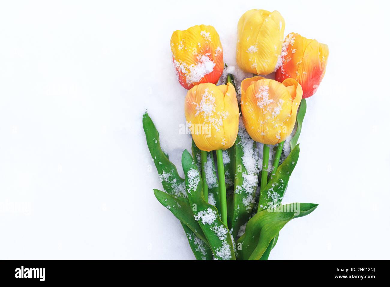 Tulipes jaunes dans la neige.Fond festif.Fête des mères, Journée internationale de la femme, anniversaire, 8 mars, Saint-Valentin.Copier l'espace Banque D'Images
