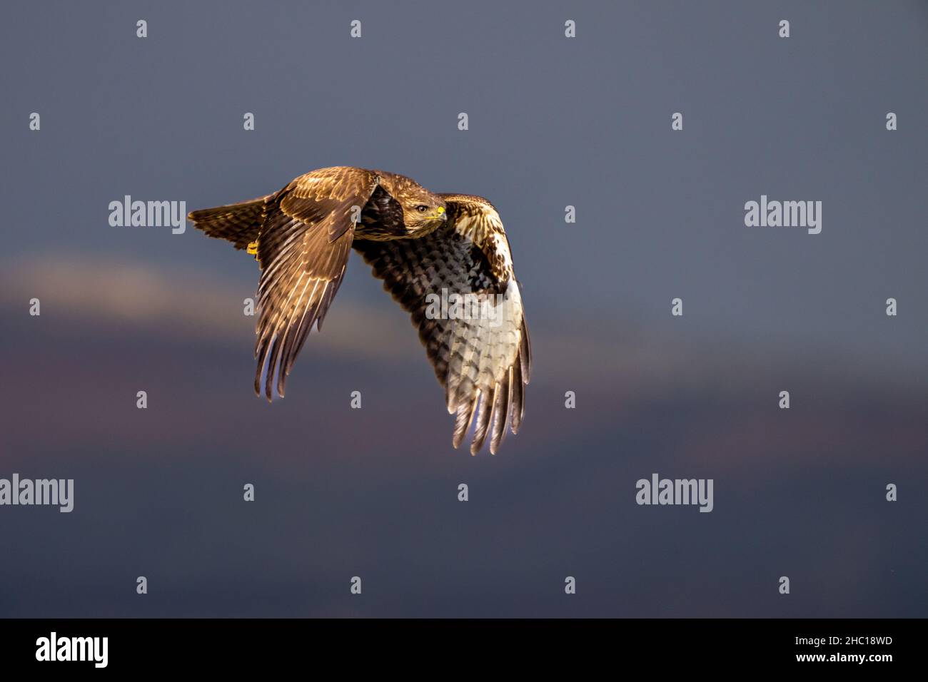 Buzzard commun (Buteo buteo) en vol. Banque D'Images