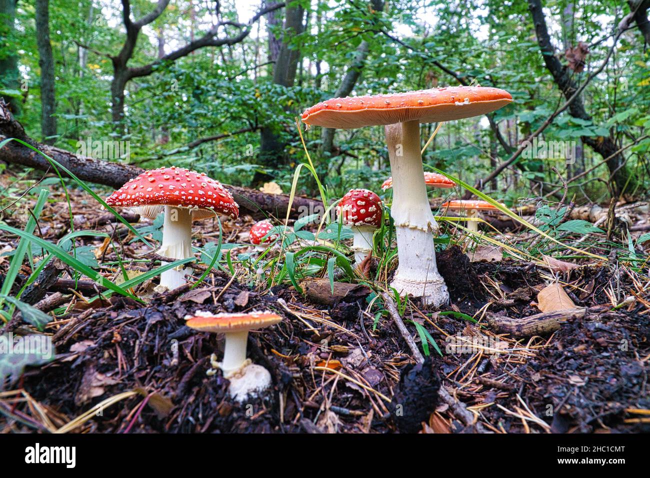 Un groupe de tabourets de crapaud dans une forêt à feuilles caduques sur le Darss.Les champignons rouges toxiques sont souvent vus en groupes Banque D'Images