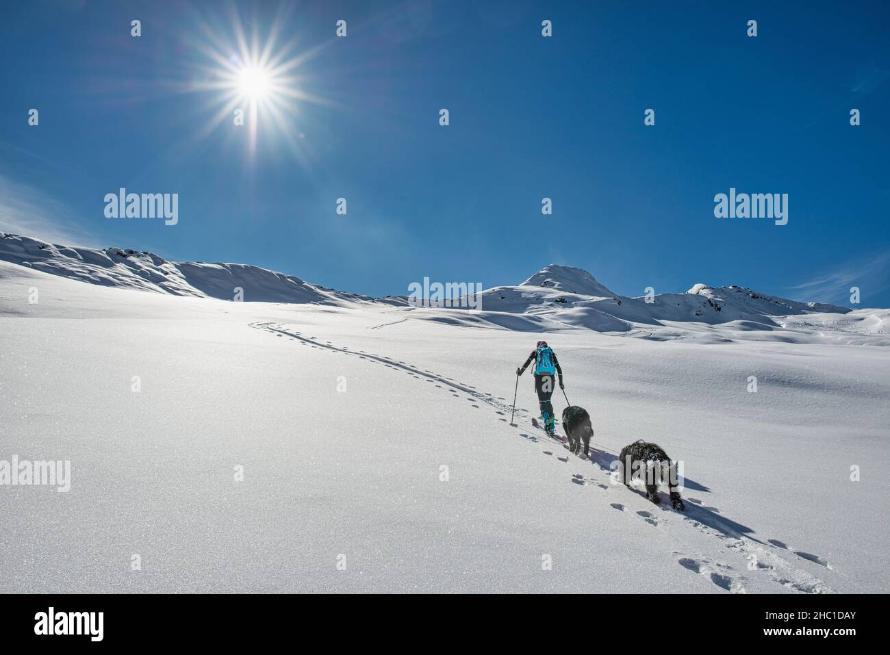 Ski en tournée une femme sportive monte la piste avec ses deux chiens Banque D'Images