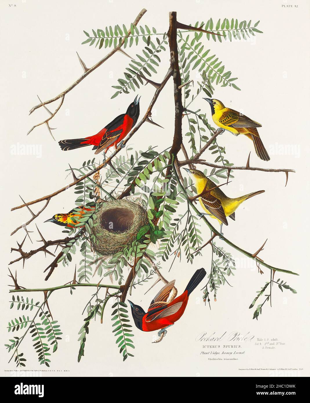 Orchard Oriole de Birds of America (1827) par John James Audubon (1785 - 1851), gravé par Robert Havell (1793 - 1878). Banque D'Images