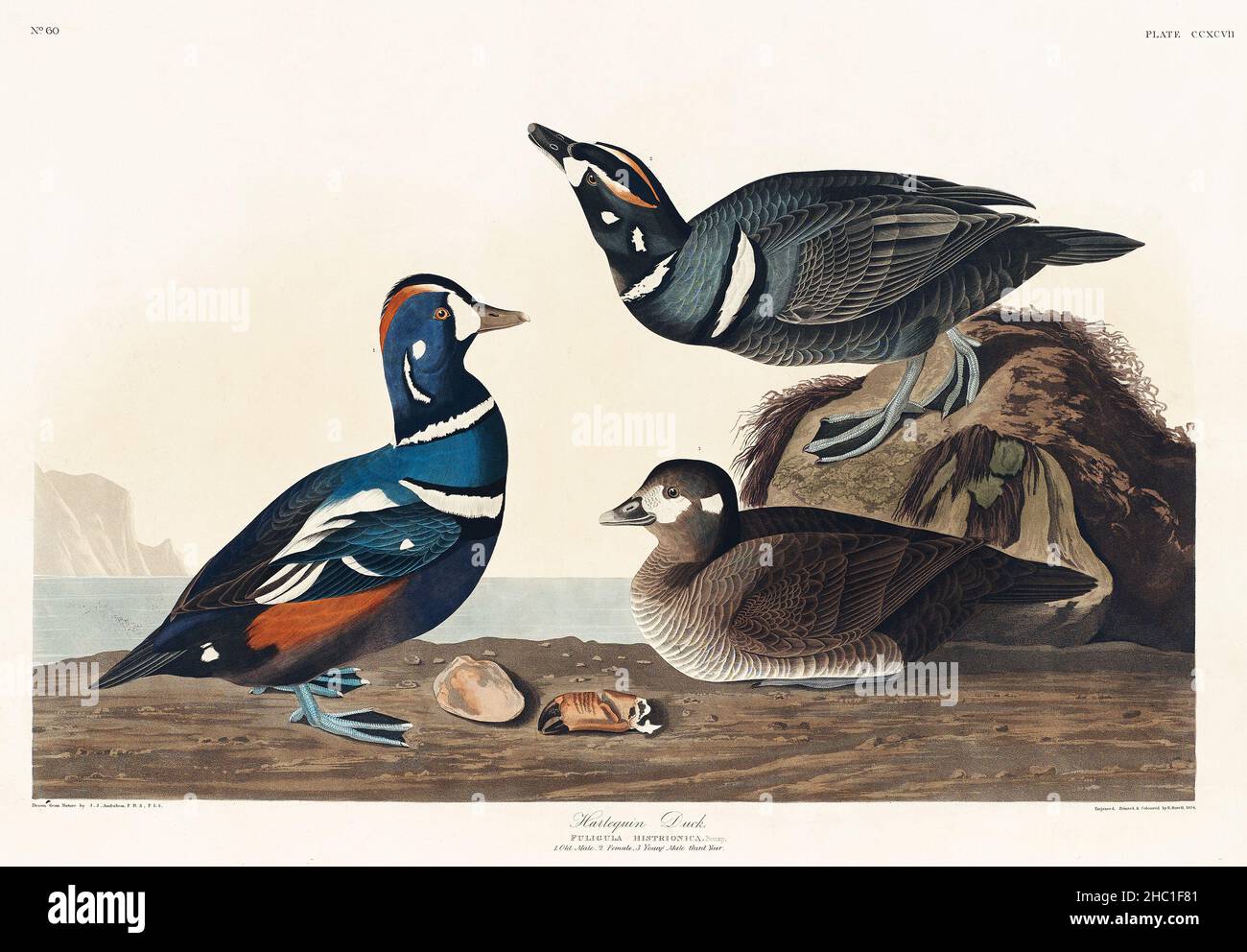 Arlequin Duck from Birds of America (1827) de John James Audubon (1785 - 1851), gravé par Robert Havell (1793 - 1878). Banque D'Images