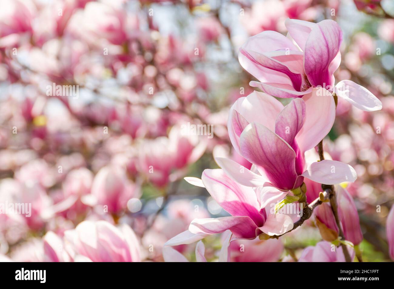 fleur de magnolia. fleur rose sur la branche en été. bokeh doux naturel d'un jardin botanique Banque D'Images