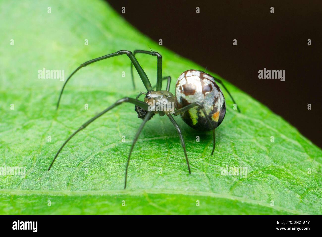 Espèce Lecauge espèce araignée genre de tisserands d'orbe à long-jawed, Satara, Maharashtra, Inde Banque D'Images