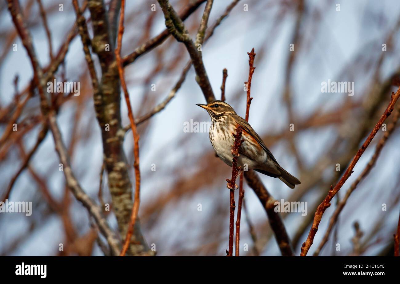 Redwings se régalant sur les baies d'hiver Banque D'Images