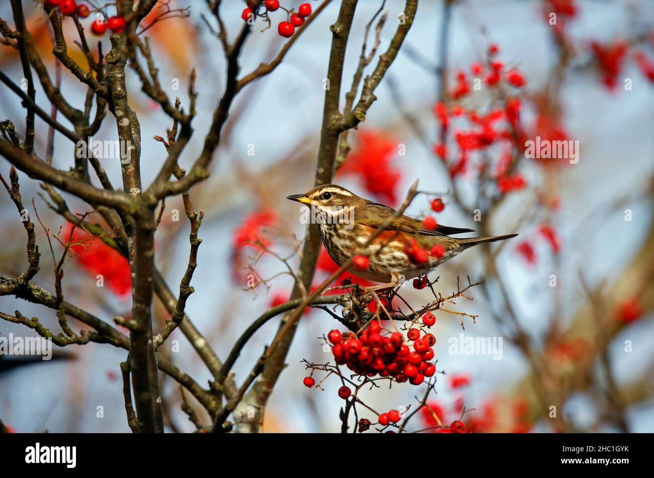 Redwings se régalant sur les baies d'hiver Banque D'Images