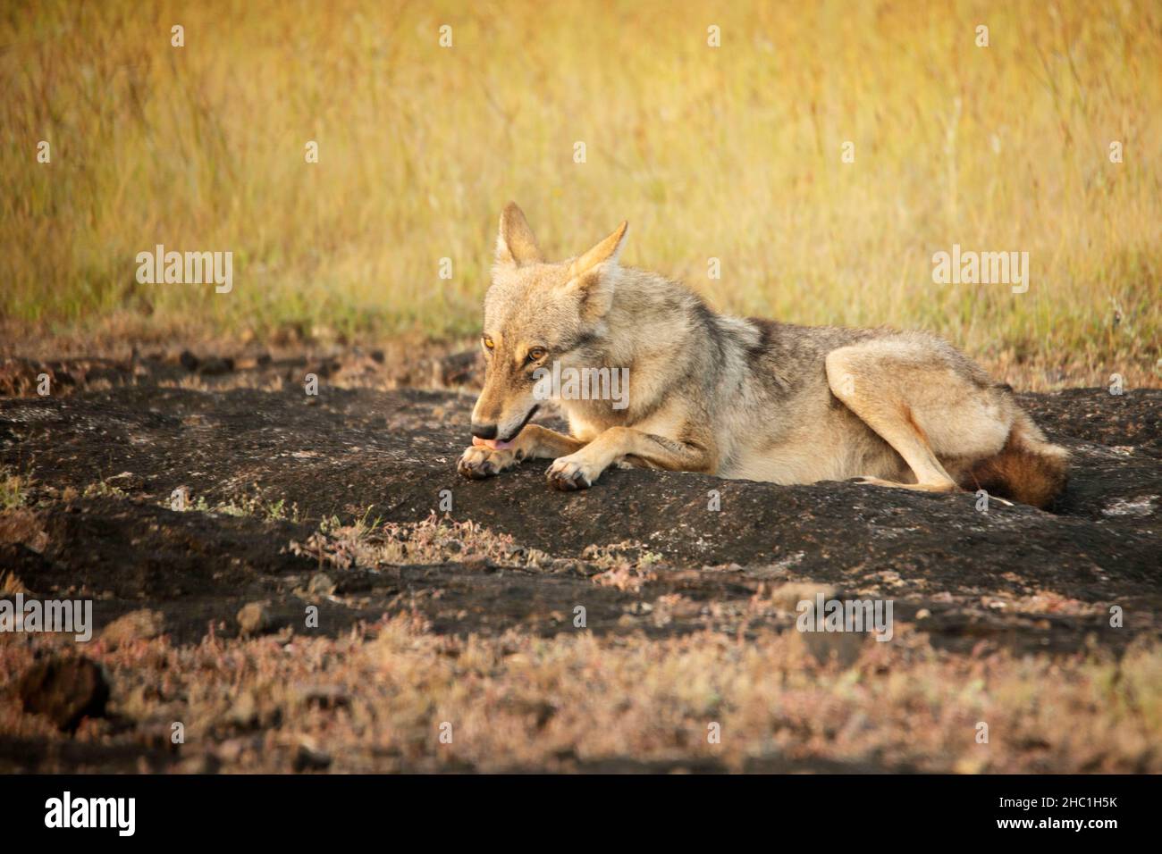 Loup indien, Canis Lupus pallipes, Satara, Maharashtra, Inde Banque D'Images