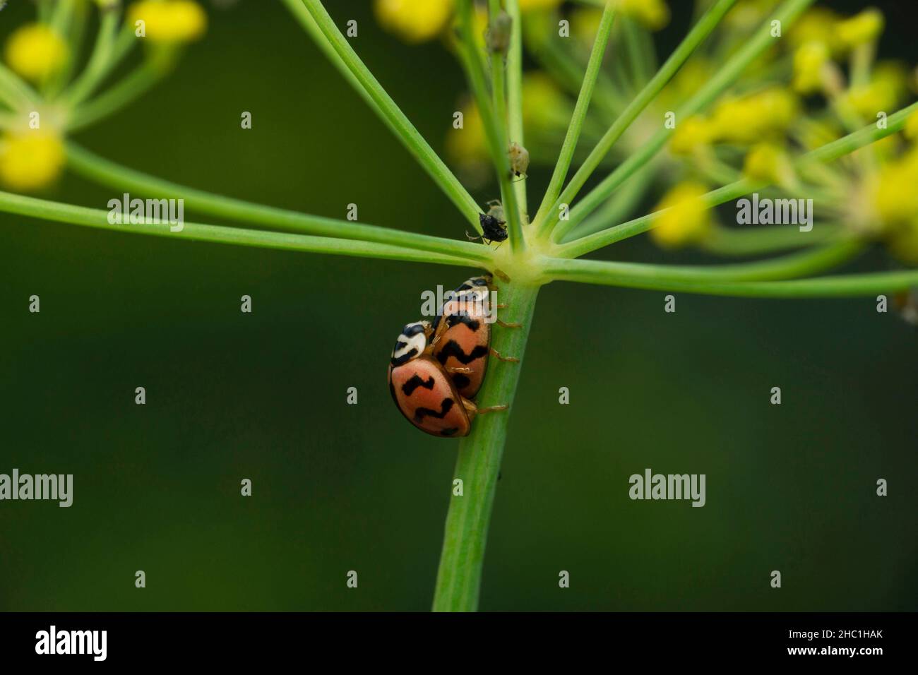 Paire de coléoptères d'oiseaux de dame, espèce Coccinella, Satara, Maharashtra, Inde Banque D'Images