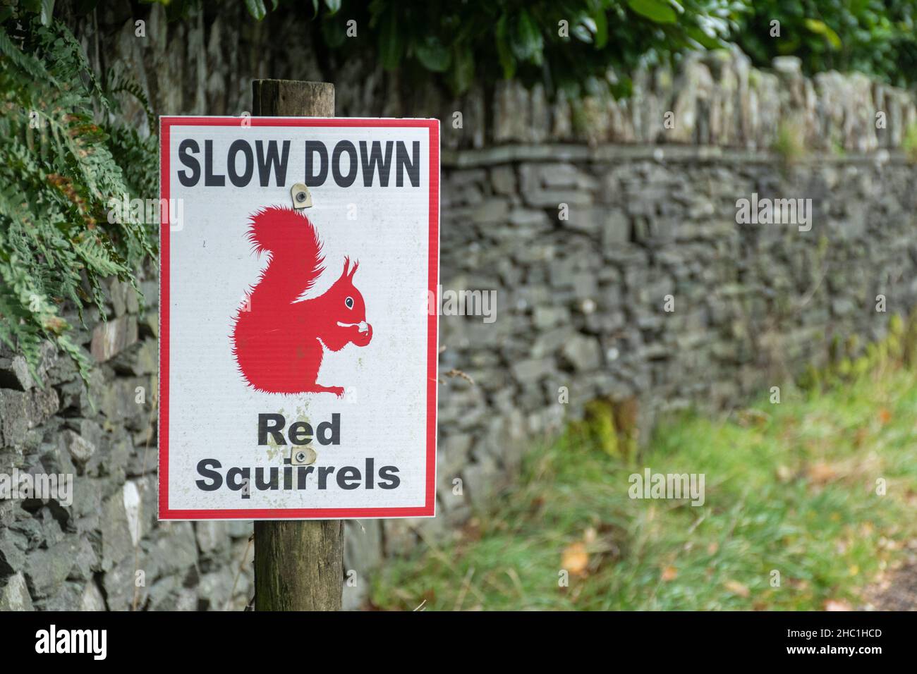 Ralentissez, écureuils rouges, panneau d'avertissement de la faune sur la route dans le parc national de Lake District, Cumbria, Angleterre, Royaume-Uni Banque D'Images