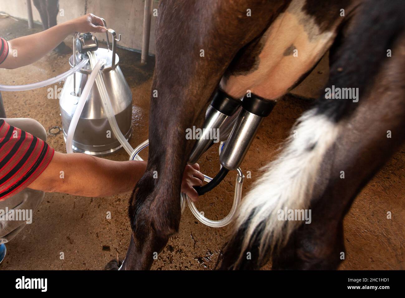 Les agriculteurs font la traite du bétail laitier dans une exploitation laitière locale.Traite une vache avec une machine à traire dans une grange.Agriculture, élevage, vache laitière concept Banque D'Images