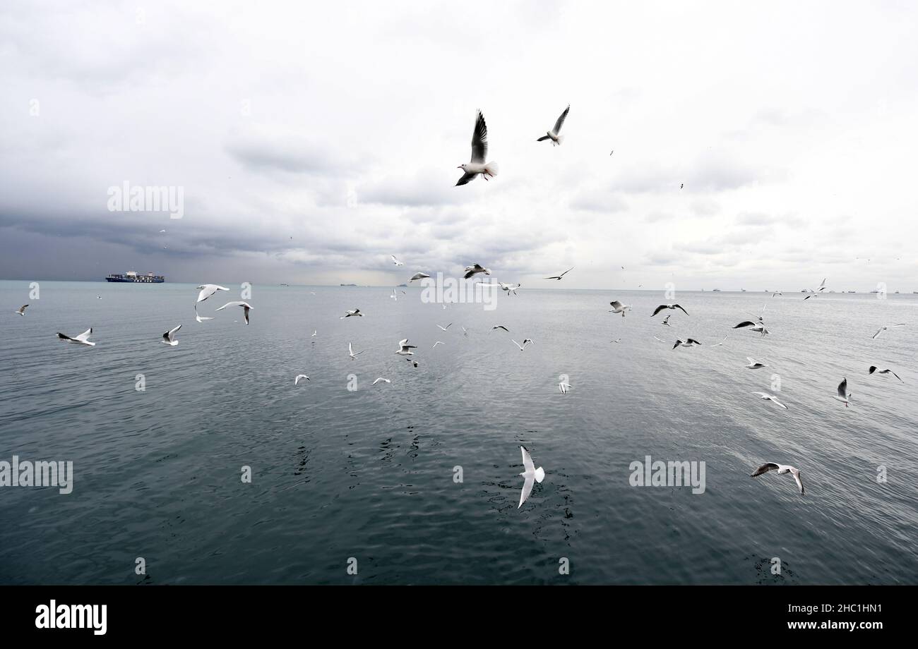Istanbul, Turquie.18th décembre 2021.Des troupeaux de mouettes fourraillent sur l'eau du détroit du Bosphore, à Istanbul, en Turquie, le 18 décembre 2021.Le centre financier et culturel turc d'Istanbul devrait raviver le tourisme en 2022 en tant que destination touristique de luxe parmi les voyageurs étrangers, selon les initiés du secteur.POUR ALLER AVEC 'Roundup: Istanbul pour devenir une destination touristique de luxe en 2022: Initiés" crédit: Shadati/Xinhua/Alamy Live News Banque D'Images