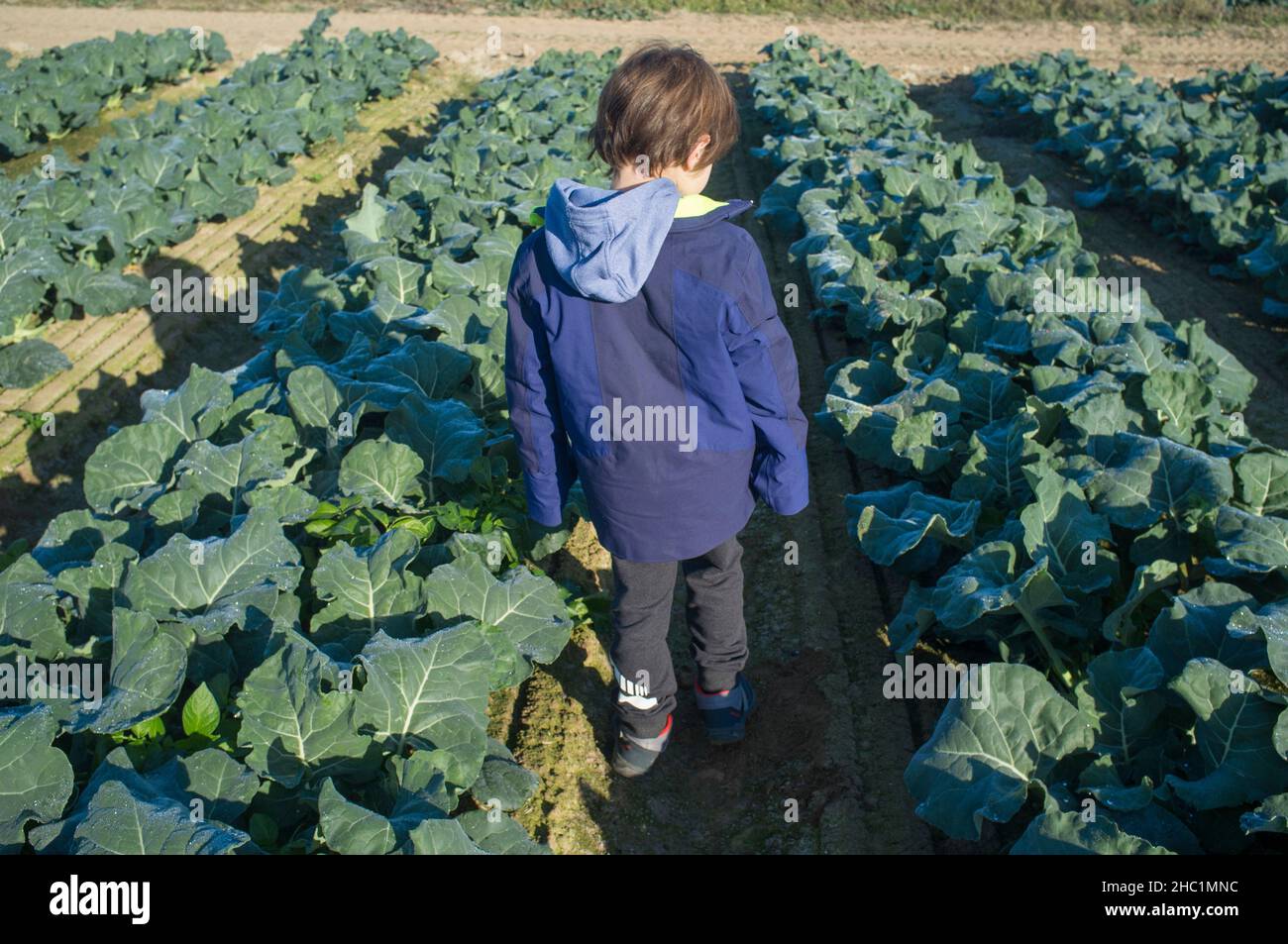 Enfant garçon explorant un brocoli.Guadiana River Meadow, Estrémadure, Espagne Banque D'Images