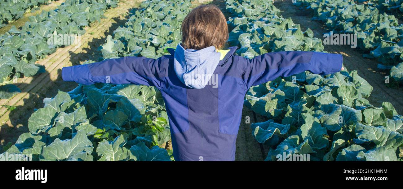 Enfant garçon explorant un brocoli.Guadiana River Meadow, Estrémadure, Espagne Banque D'Images