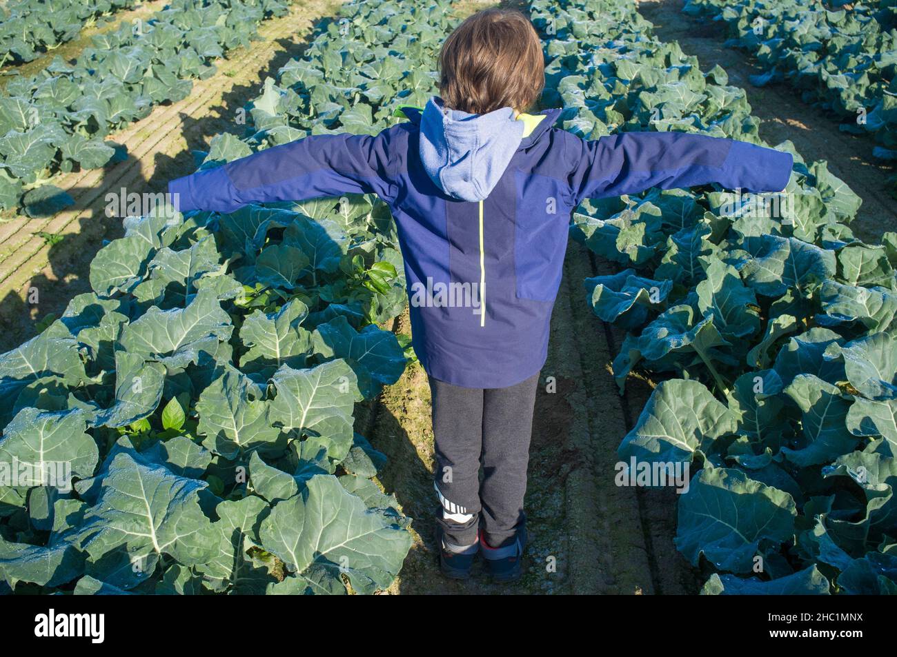 Enfant garçon explorant un brocoli.Guadiana River Meadow, Estrémadure, Espagne Banque D'Images