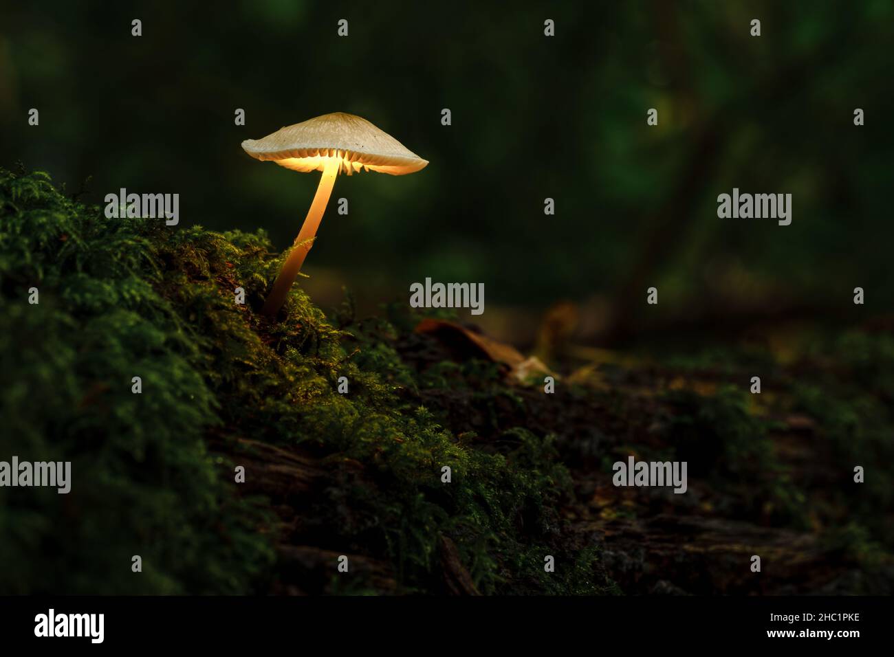 Mushroom lumineux sur une branche recouverte de mousse, produit par la peinture lumineuse et la fusion d'images. Banque D'Images