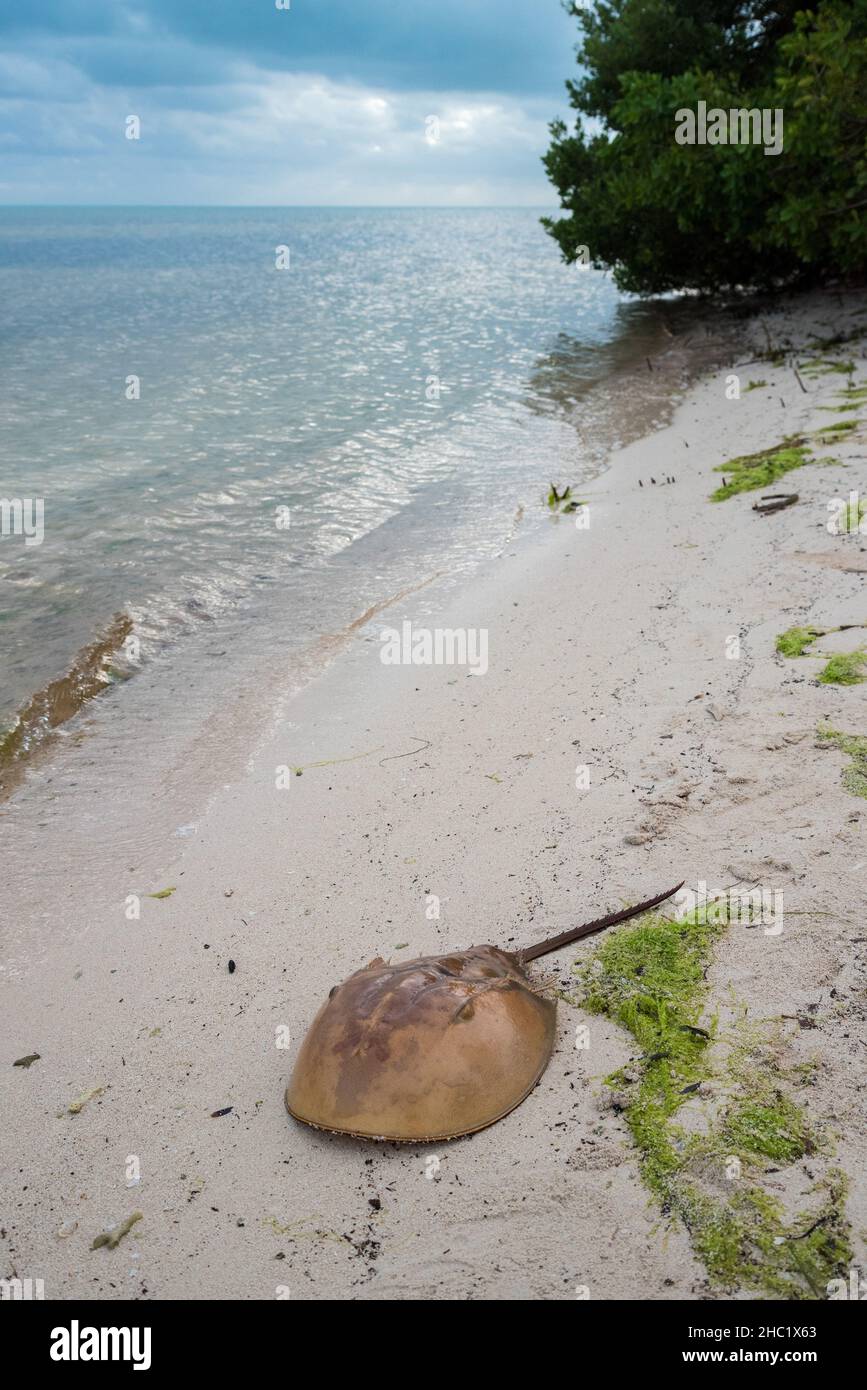 Un crabe américain en fer à cheval sur la plage des Florida Keys, États-Unis Banque D'Images