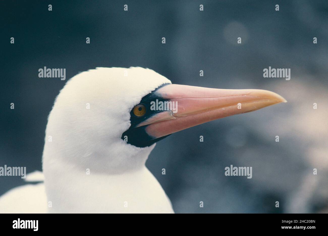 Portrait d'une butin de Nazca (Sula granti) sur les îles Galapagos Banque D'Images