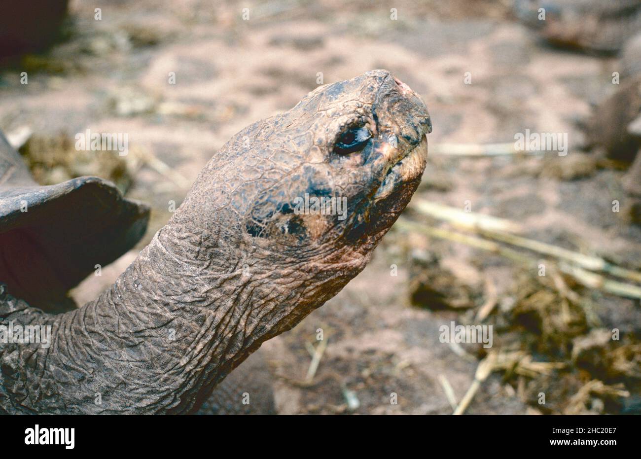 Tortue géante de Galapagos (Geochelone elephantopus) à la station de recherche Charles Darwin, Îles Galapagos Banque D'Images