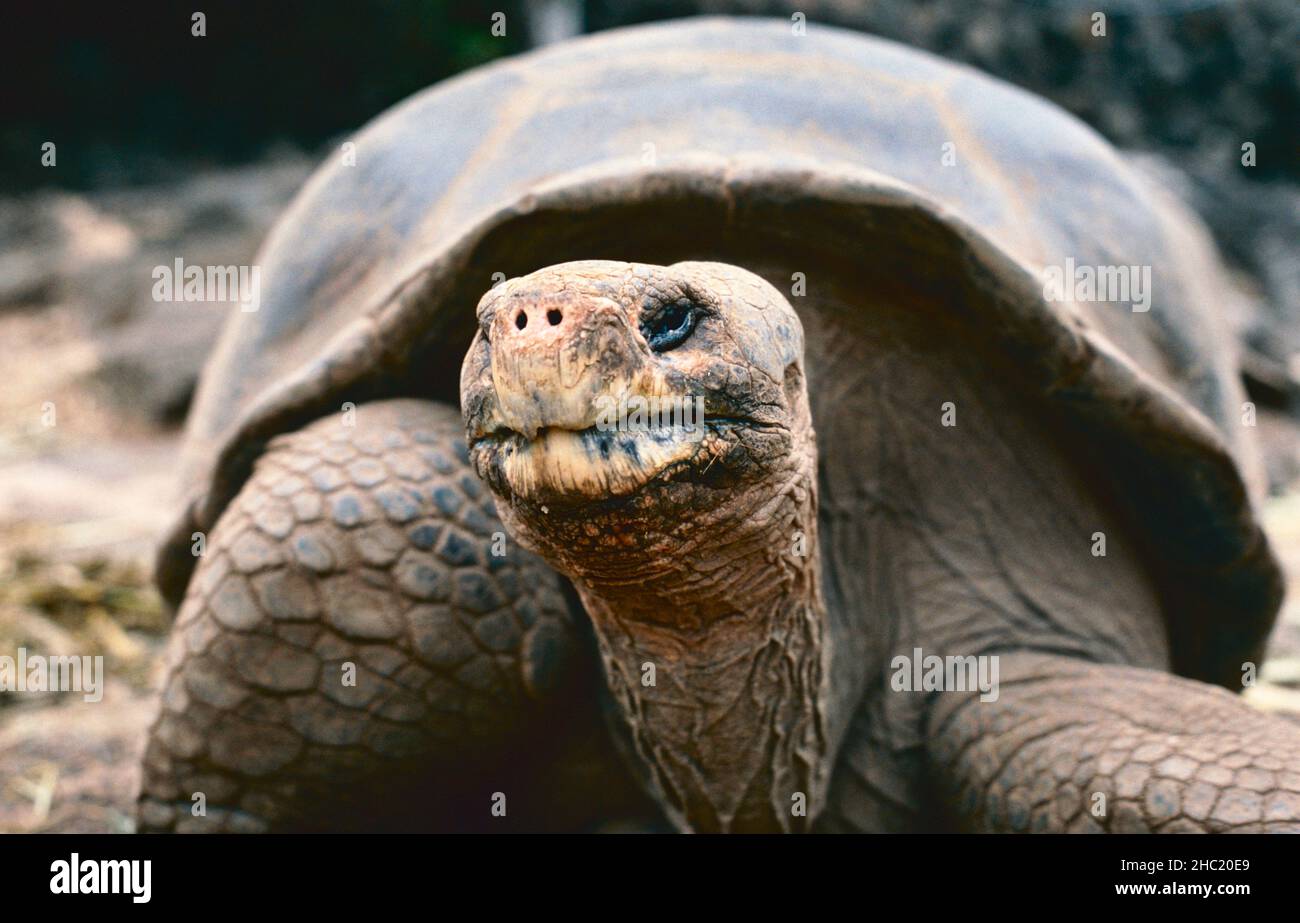 Tortue géante de Galapagos (Geochelone elephantopus) à la station de recherche Charles Darwin, Îles Galapagos Banque D'Images