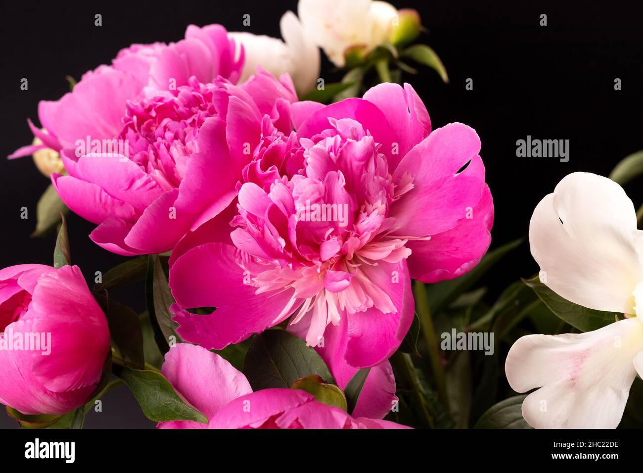 Bouquet luxuriant de pivoines roses et blanches sur fond noir.Motif carte à fleurs Banque D'Images