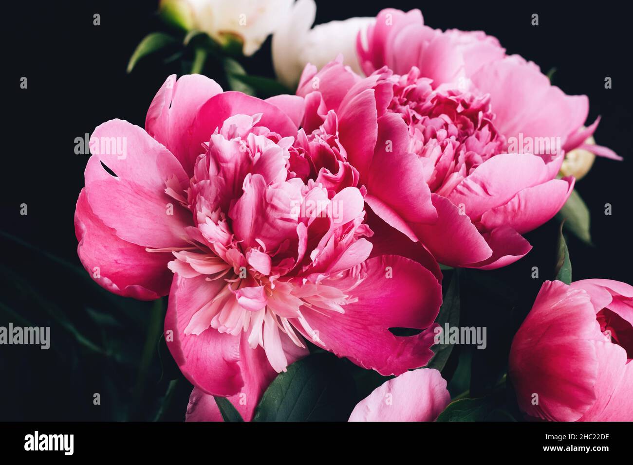 Bouquet luxuriant de pivoines roses et blanches sur fond noir.Motif carte à fleurs Banque D'Images