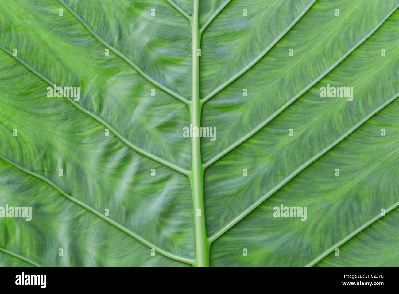 texture d'arrière-plan vert feuille structure macro photographie Banque D'Images