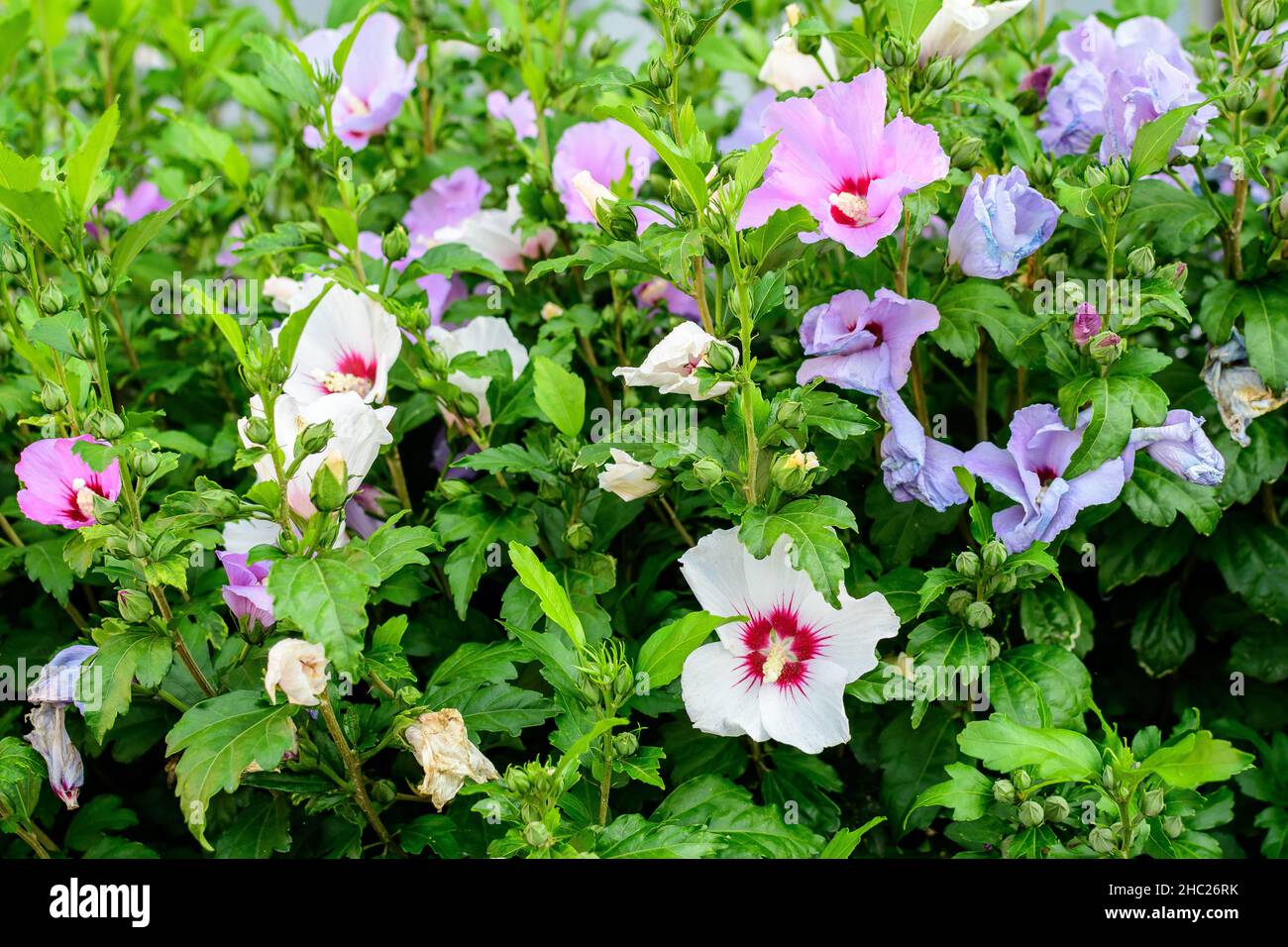 Fleurs roses délicates de cornus kousa, communément appelé ousa, kousa, cornouiller chinois, coréen et japonais, et feuilles vertes dans un jardin au soleil Banque D'Images