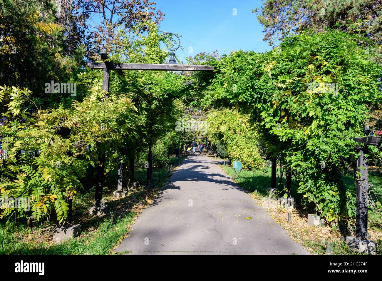 Paysage avec la ruelle principale avec des plantes vertes et jaunes vives, des tilleuls verts et de l'herbe dans une journée ensoleillée d'automne dans le jardin Cismigiu à Bucarest, RO Banque D'Images