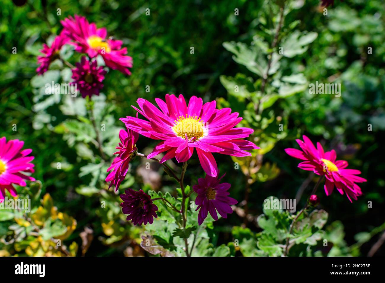 Une fleur rose vif de Chrysanthemum x morifolium dans un jardin dans un beau jour d'automne, magnifique arrière-plan coloré extérieur photographié avec une mise au point douce Banque D'Images