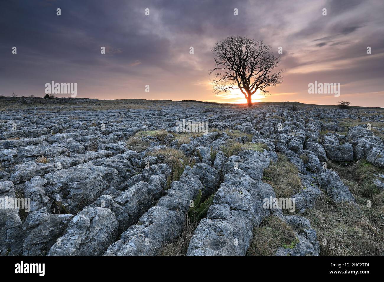 Un seul sycomore pousse sur une chaussée calcaire à Malham Lings, près du village de Malham dans le parc national de Yorkshire Dales, au Royaume-Uni Banque D'Images