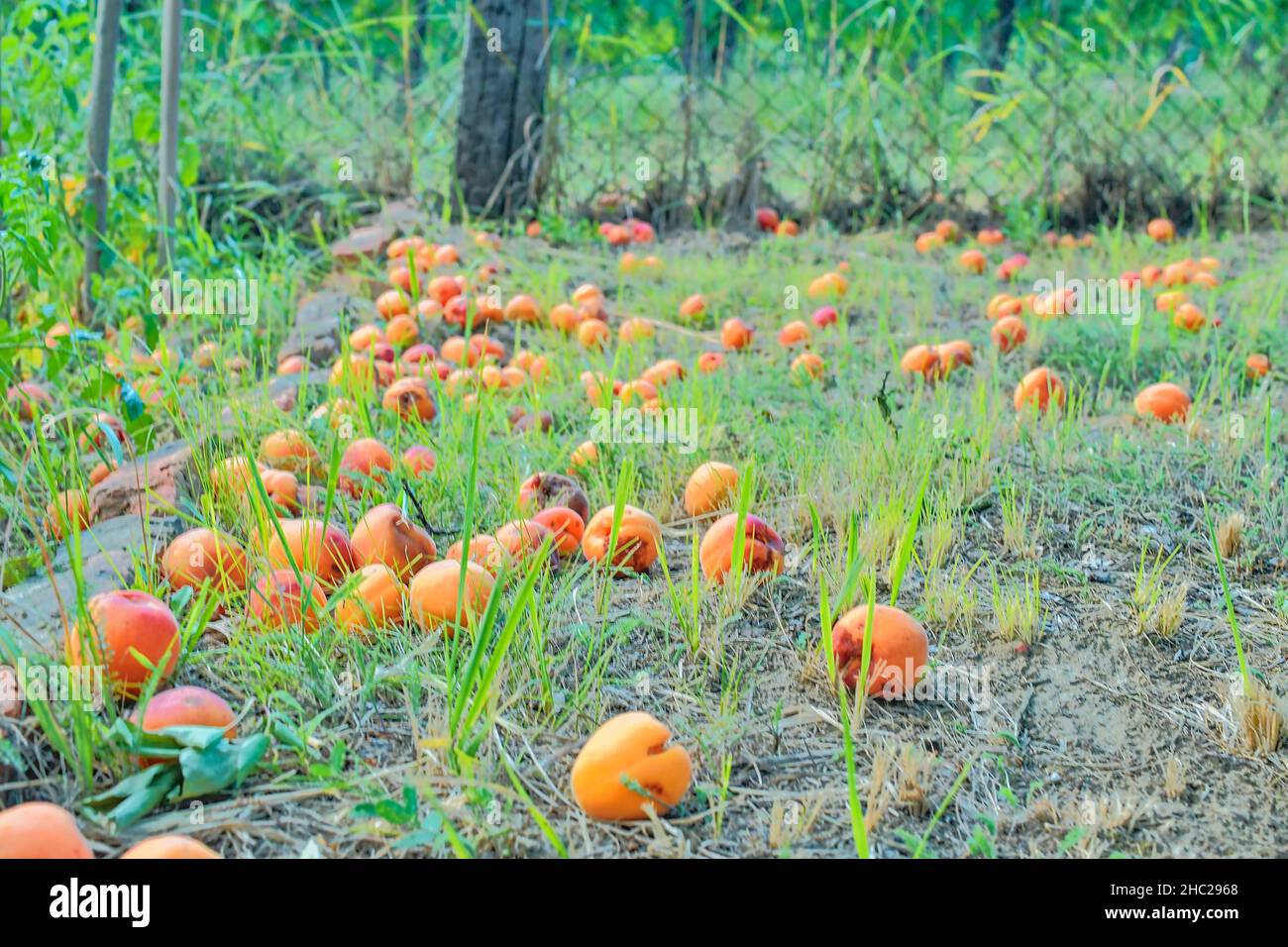 Abricots tombés et pourris sur l'herbe.Concept rural et d'été Banque D'Images