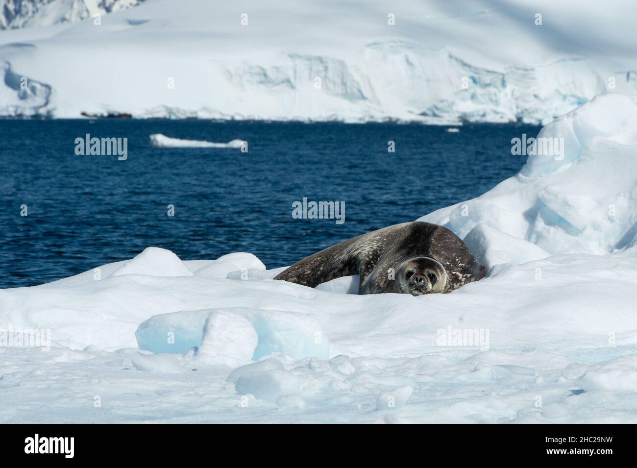 Un phoque de Weddell (Leptonychotes weddellii) se détend alors qu'il flotte sur un iceberg à la baie de Wilhelmina en Antarctique Banque D'Images