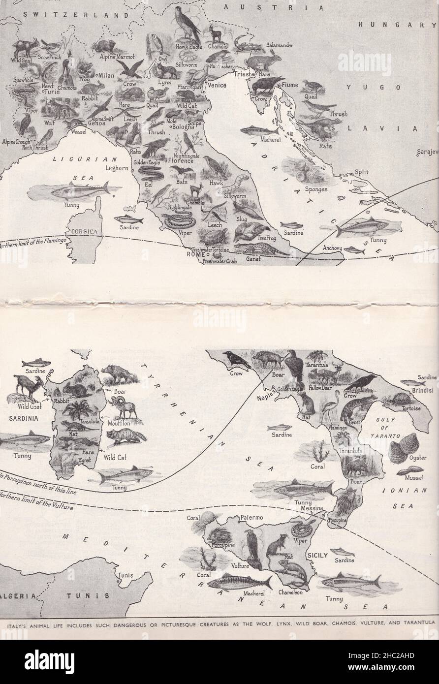 Carte d'image vintage de l'Italie et la vie animale intéressante que l'on trouve à l'intérieur de ses frontières 1930s. Banque D'Images