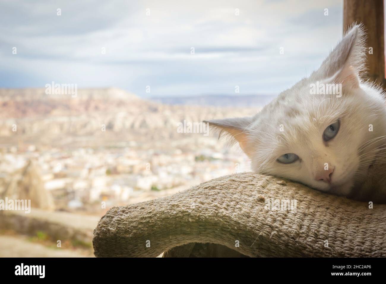 Blanc bleu yeux la tête de chat est posée sur la couverture avec un fond de  Cappadoce à travers la fenêtre.animaux en Turquie Photo Stock - Alamy