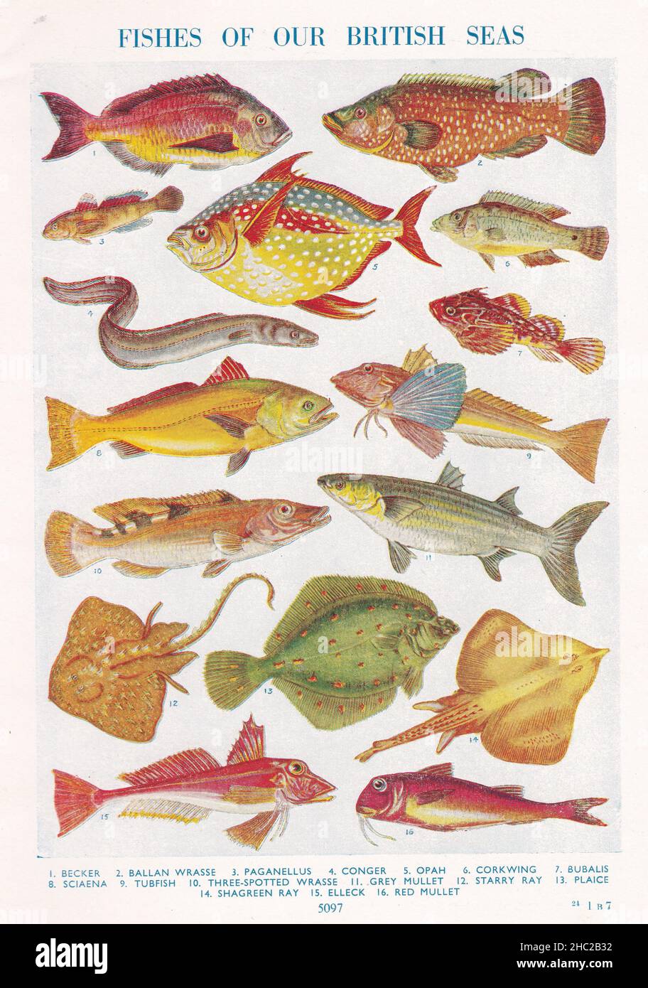 Illustrations vintage des poissons de nos mers britanniques 1930s. Banque D'Images