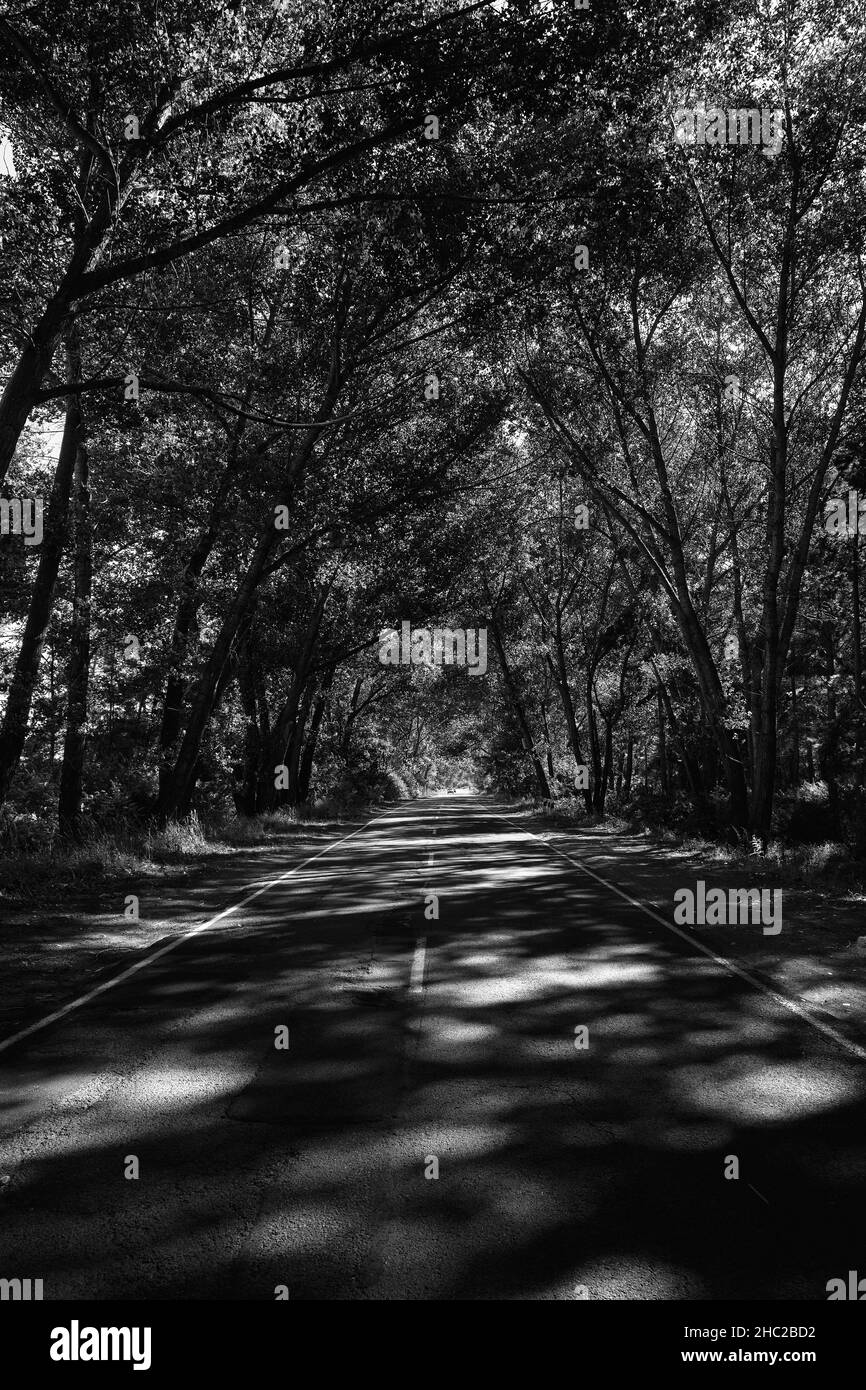 La voie du tunnel est constituée d'arbres qui jettent des lumières et des ombres Banque D'Images