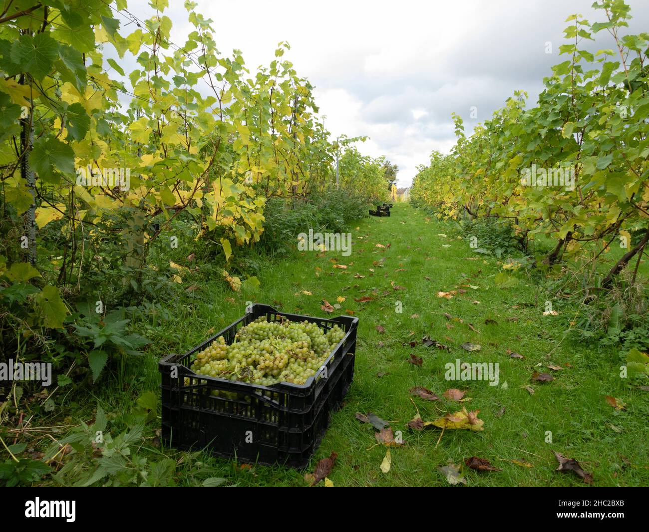 Caisses de raisins pendant la récolte du raisin au vignoble de Renishaw Hall, près de Sheffield, Angleterre, Royaume-Uni. Banque D'Images