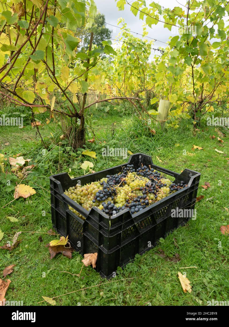 Caisses de raisins pendant la récolte du raisin au vignoble de Renishaw Hall, près de Sheffield, Angleterre, Royaume-Uni. Banque D'Images