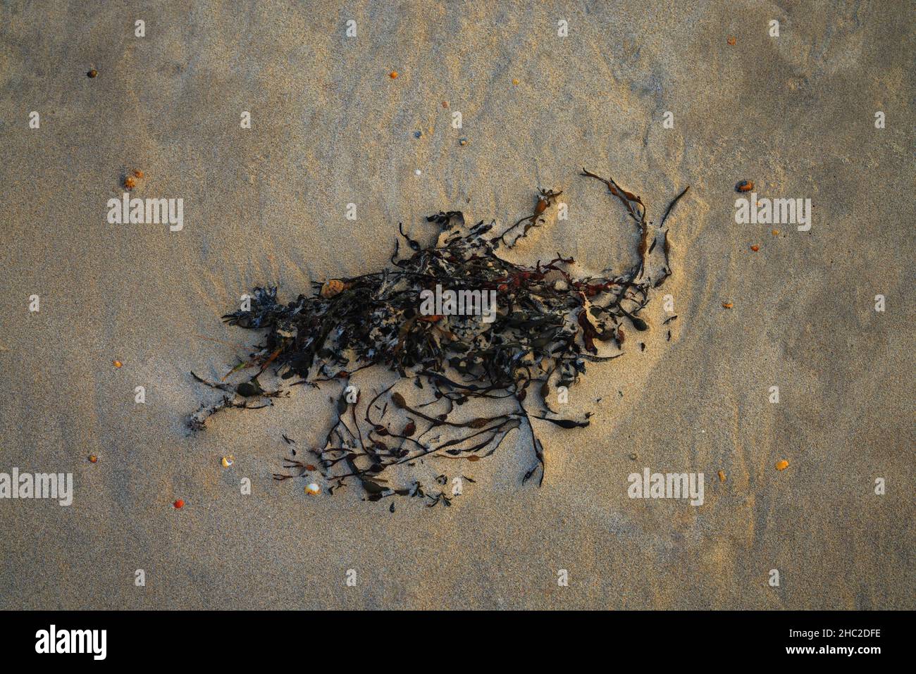 Algues sèches sur la plage de Knockvologan, île de Mull. Banque D'Images