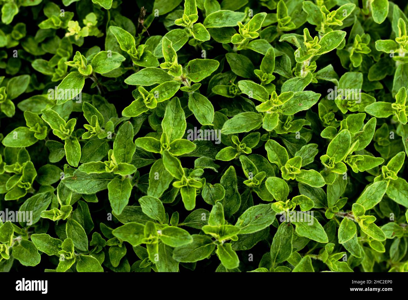 Herbe de marjolaine - arrière-plan du feuillage d'Origanum vulgare Banque D'Images